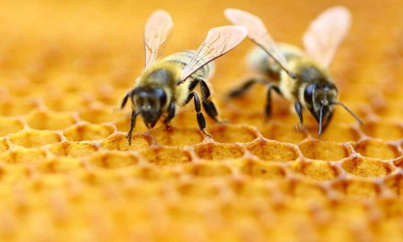 Внимание: Пръскат срещу насекоми в Карлово, пазете пчелите