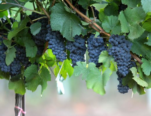 Над 34 млн. лв. ще подкрепят инвестициите във винарските предприятия