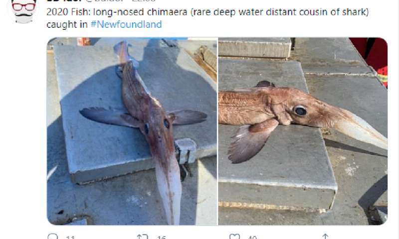 Рибари уловиха мистериозно създание – Горещите новини на Подбалкана