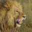 4 лъва от зоопарк в Барселона са с COVID-19