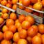 Забранен химикал и пестициди в портокали на пазара у нас