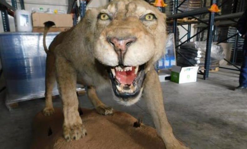 Препариран лъв откриха в складова база край Разград