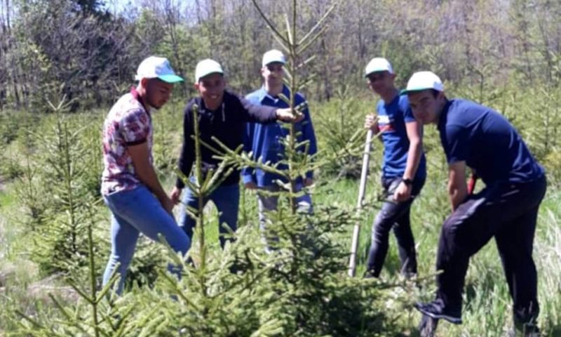 Браво: Ученици от Клисура засаждат дръвчета, още деца в Карловско ще ги последват
