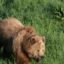 Изчезна мечката от Белица – Горещите новини на Подбалкана