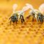 Пръскат срещу насекоми в Карлово и Баня, пазете пчелите
